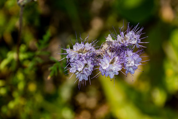 Fototapeta premium nature, walk, ride, travel, rest, observation, meadow, vegetation, green, grass, bright, lilac, flowers, beauty