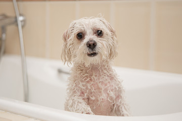 white dog bathes in the bath and looks at the camera. wet dog