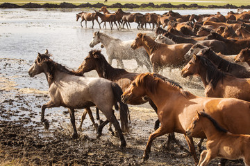 Wild horses of Cappadocia at sunset with beautiful sands, running and guided by a cawboy