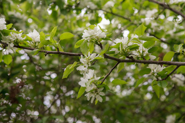 цветущая вишня,blooming cherry,