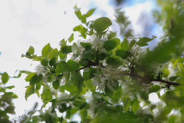 цветущая вишня,blooming cherry,