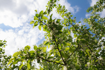 цветущая вишня,blooming cherry,