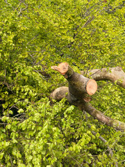 Large branches swan off from a tree blown over by strong winds