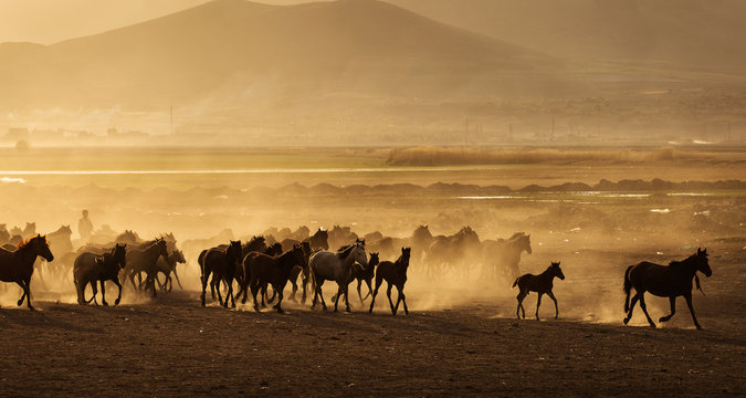 Wild horses of Cappadocia at sunset with beautiful sands, running and guided by a cawboy