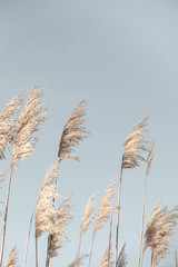 Pampas Grass Blue Sky. Creative, minimal, bright and airy styled concept.