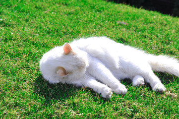 White young playful cat on a green lawn
