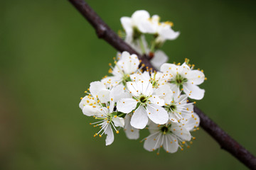 Cherry blossom in spring on green natural background. White flowers on a branch in a garden, soft colors