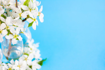 Fototapeta na wymiar Beautiful, delicate, Sunny composition of flowers. White Apple blossoms in glass vases on a blue blurred background. Banner