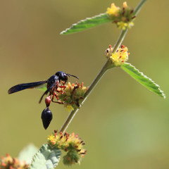 lonely social wasp (Mischocyttarus drewseni) collecting pollen on a branch