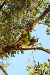 Parrot in the Amazon and Pantanal in the Amazon and tropical forest of Brazil, macaw on the tree
