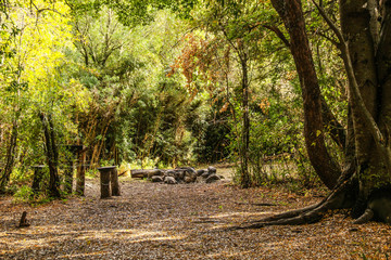 patagonia landscapes forest nature river lake