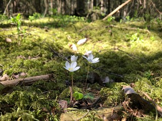 snowdrops in the forest