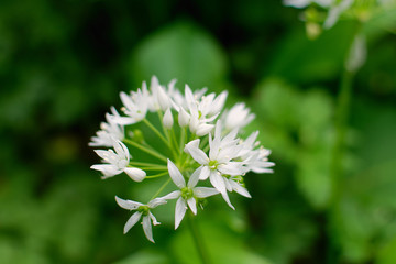 Gros plan sur des fleurs d'ail des ours