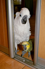 two big parrots white cockatoo parrot and amazon parrot
