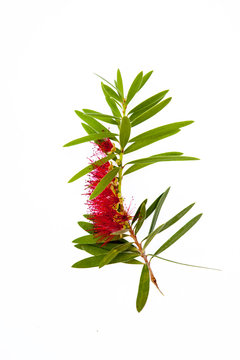 Close-up view of a calistemon flower - bottlebrush plant: Red flower with numerous anthers and some leaves.