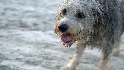 Furry dog ​​playing with ball and running on the beach in Brazil, tropical paradise, cute little dog