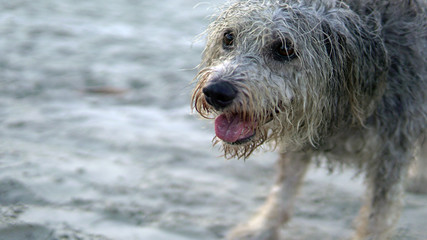 Furry dog ​​playing with ball and running on the beach in Brazil, tropical paradise, cute little dog