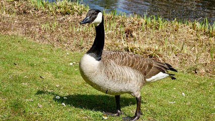 Kanada Gänse auf Wiese und im Wasser