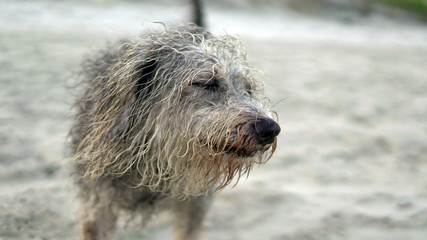 Furry dog ​​on the lake pier, next to a boat in tropical paradise, cute little dog