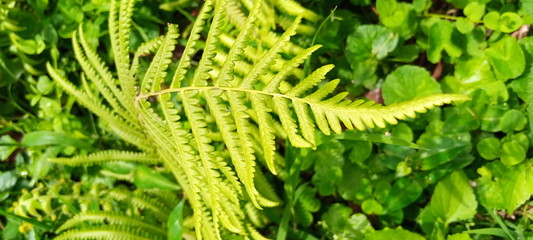 green fern leaf