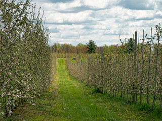 Obraz premium Apple Orchard row