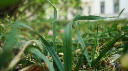 Close-up Of Blades of Grass 