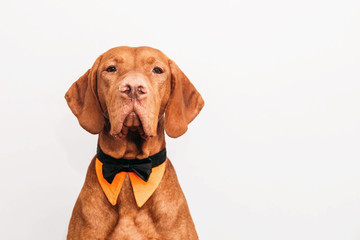 Beautiful red vizsla dog in a bow tie as a gentleman 