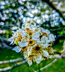 apple tree blossom