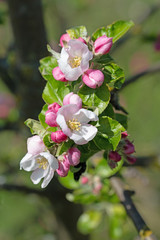 Blühender Apfelbaum, Malus, im Frühling