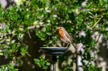 Wild robin, erithacus rubecula, perched on suet garden bird feeder