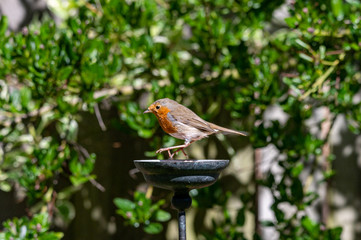Wild robin, erithacus rubecula, perched on suet garden bird feeder