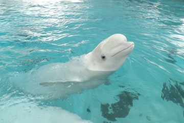 Naklejka premium Béluga en captivité