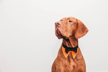 Beautiful red vizsla dog in a bow tie as a gentleman 