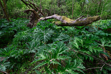 Riesen-Bärenklau (Heracleum mantegazzianum) - giant hogweed