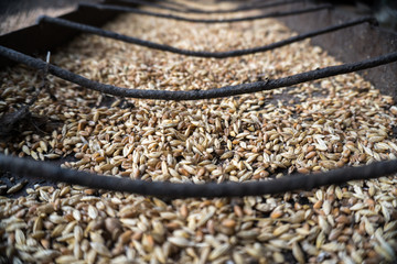 wheat grain