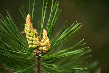Young fresh pine cone and green needles on the background.