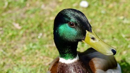 Erpel, männliche Stockente
