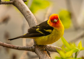 Western Tanager