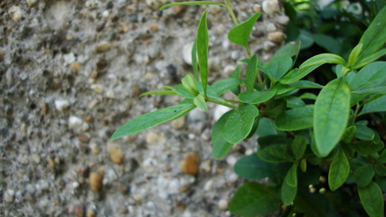 Closeup of Little Plant on Stone 