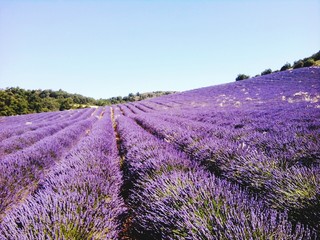 Obraz na płótnie Canvas Purple Flowers On Field Against Clear Sky