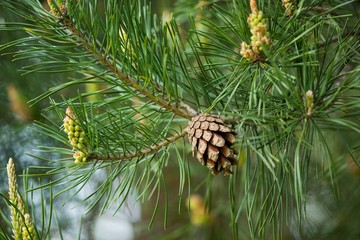 Obraz premium Young fresh pine cone and green needles on the background.