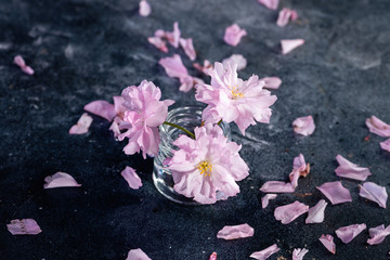 Cherry blossom, sakura flowers in glass jars