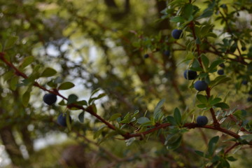 Calafate Fruto patagonia morado arbusto árbol naturaleza Patagonia Argentina