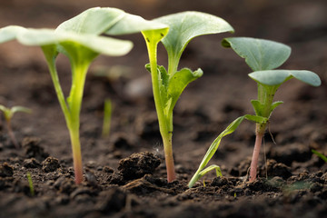 Young vegetable seedlings shows a new life in the garden