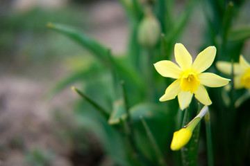 A bouquet of yellow daffodil spring flowers surrounded by green foliage