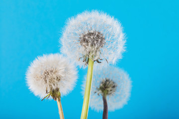Fluffy dandelion seeds against the blue sky, close-up