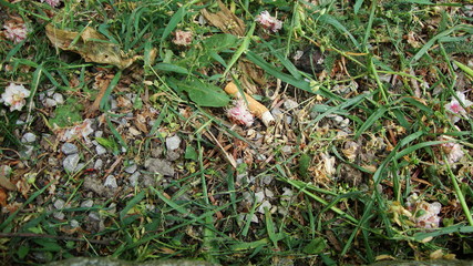 Closeup of Cigarette Stub in Grass 