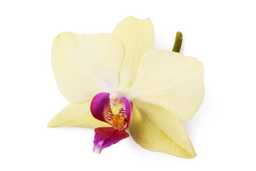 Fototapeta na wymiar One yellow orchid flower isolated on white background. Photo Stacking