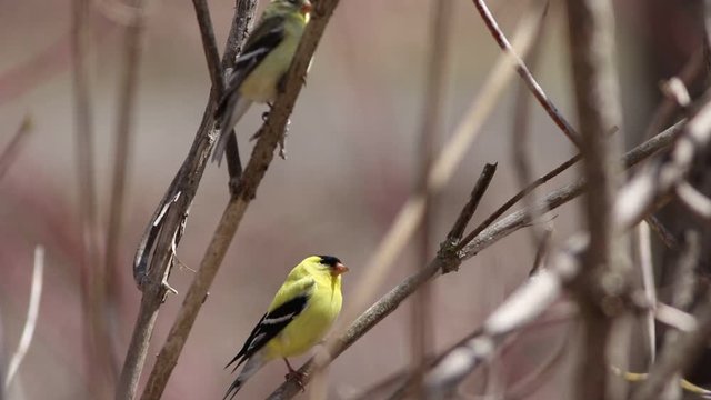 Chardonneret jaune