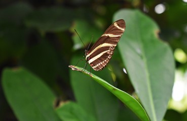 Heliconius charithonia, the zebra longwing or zebra heliconian butterfly, on a green leaf.